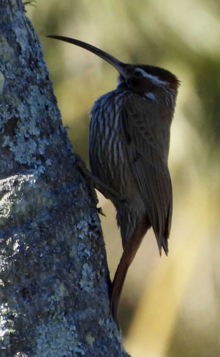 Scimitar-billed Woodcreeper - ML638404640