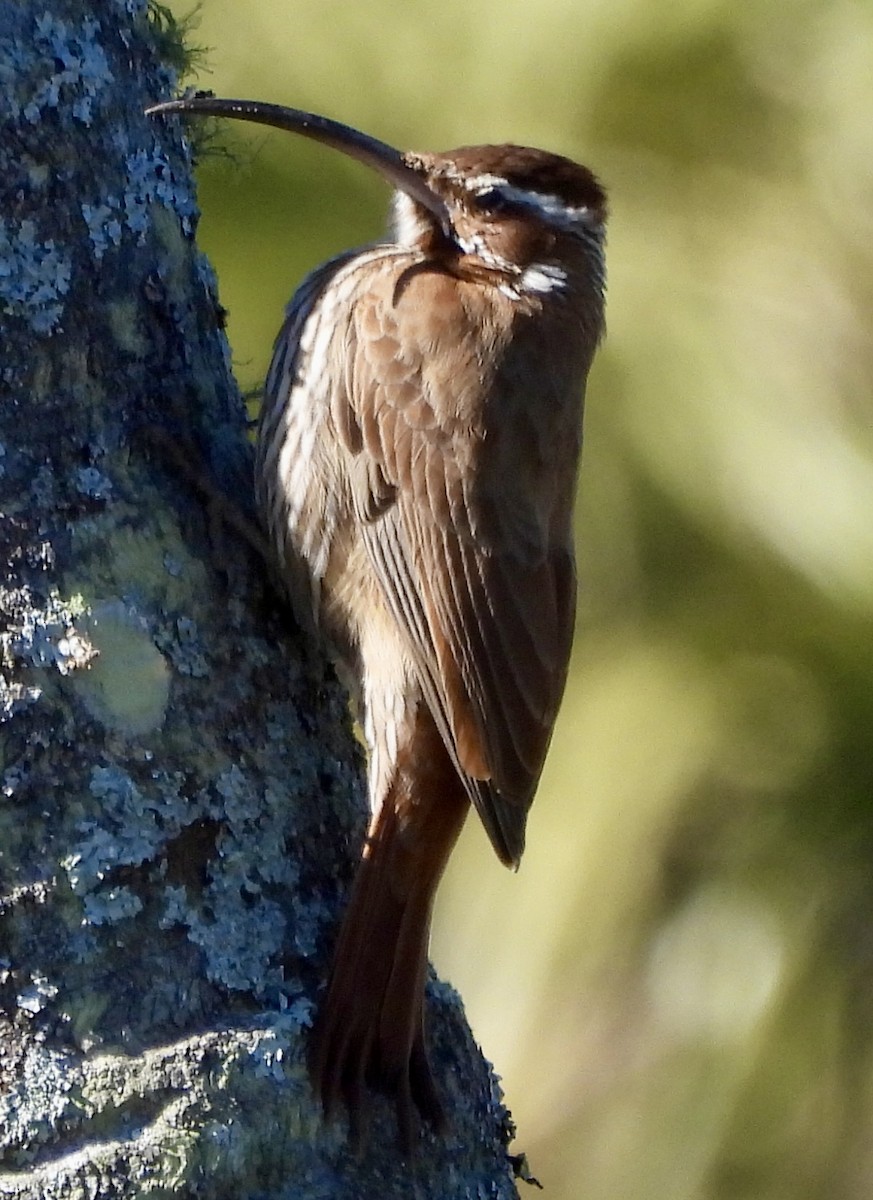 Scimitar-billed Woodcreeper - ML638404641