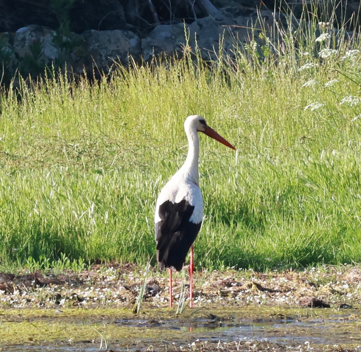 White Stork - ML638404644