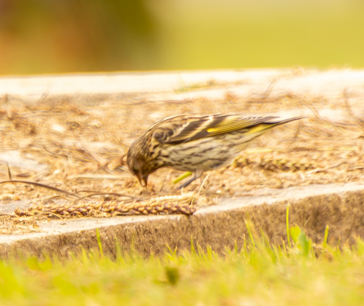 Pine Siskin - ML638404660