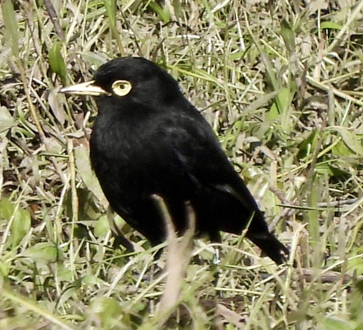 Spectacled Tyrant - ML638404676