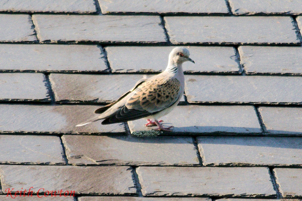 European Turtle-Dove - ML638404678
