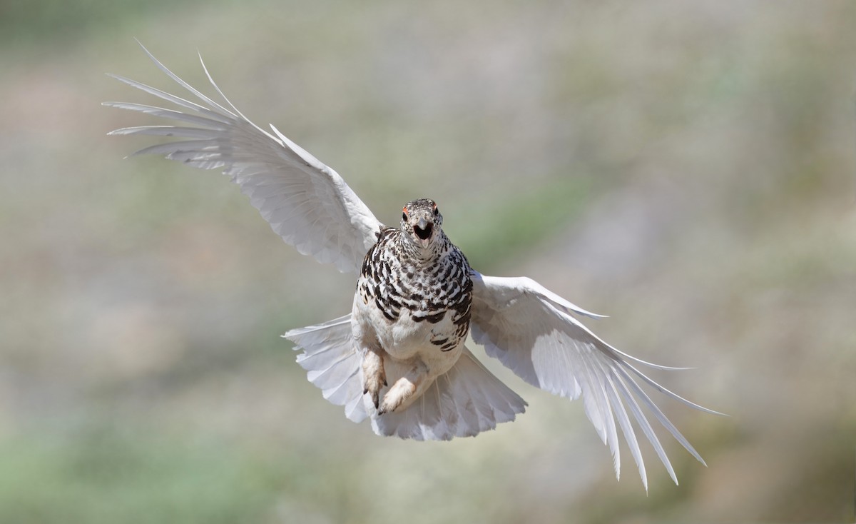 White-tailed Ptarmigan - ML638404683