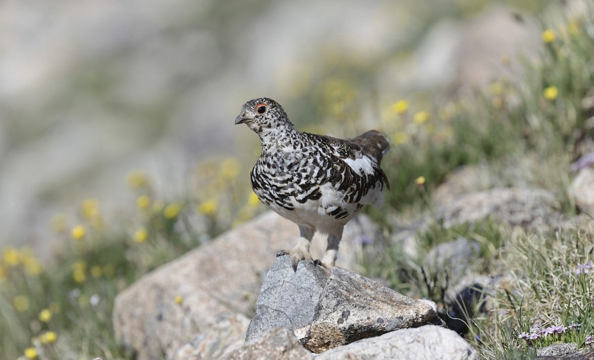 White-tailed Ptarmigan - ML638404684