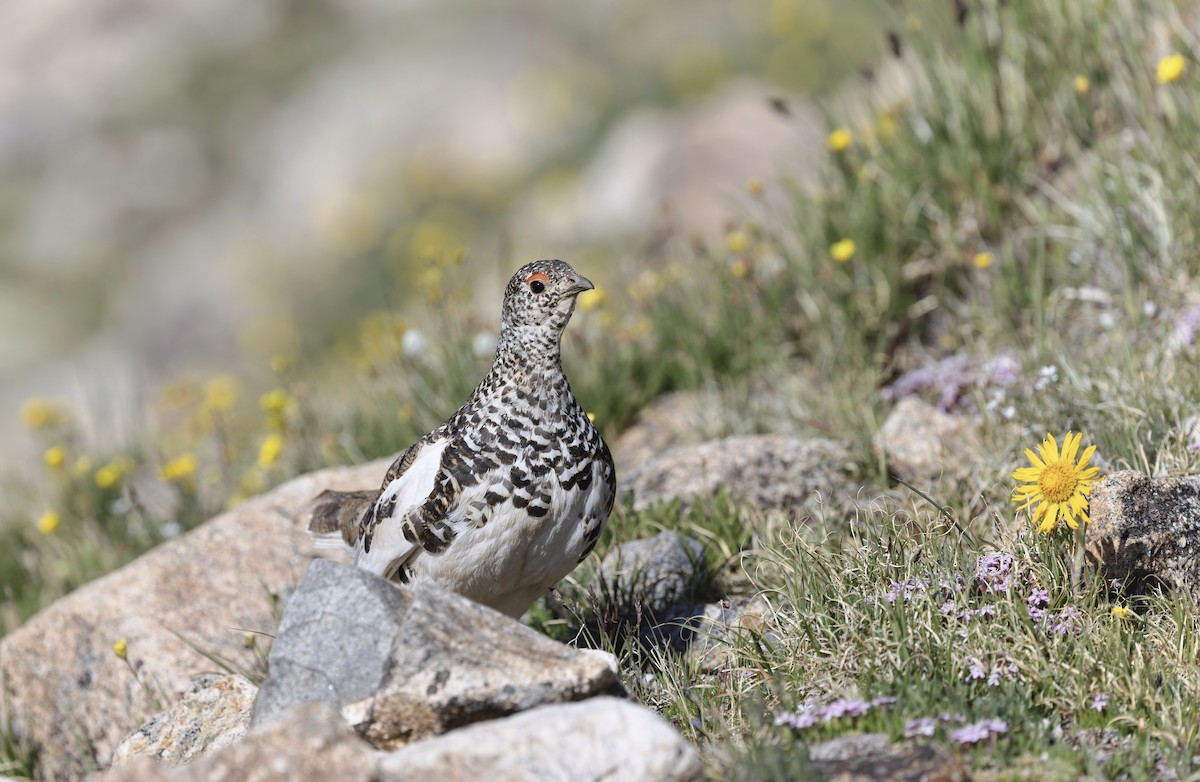 White-tailed Ptarmigan - ML638404685