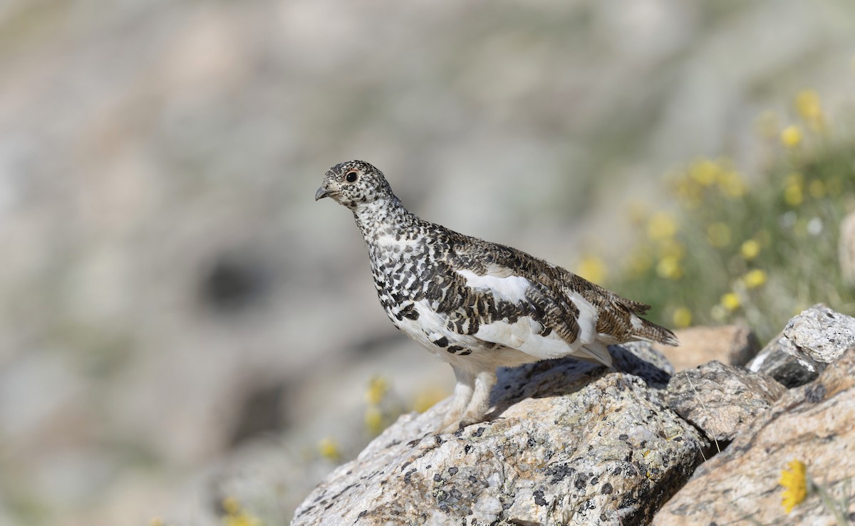 White-tailed Ptarmigan - ML638404687