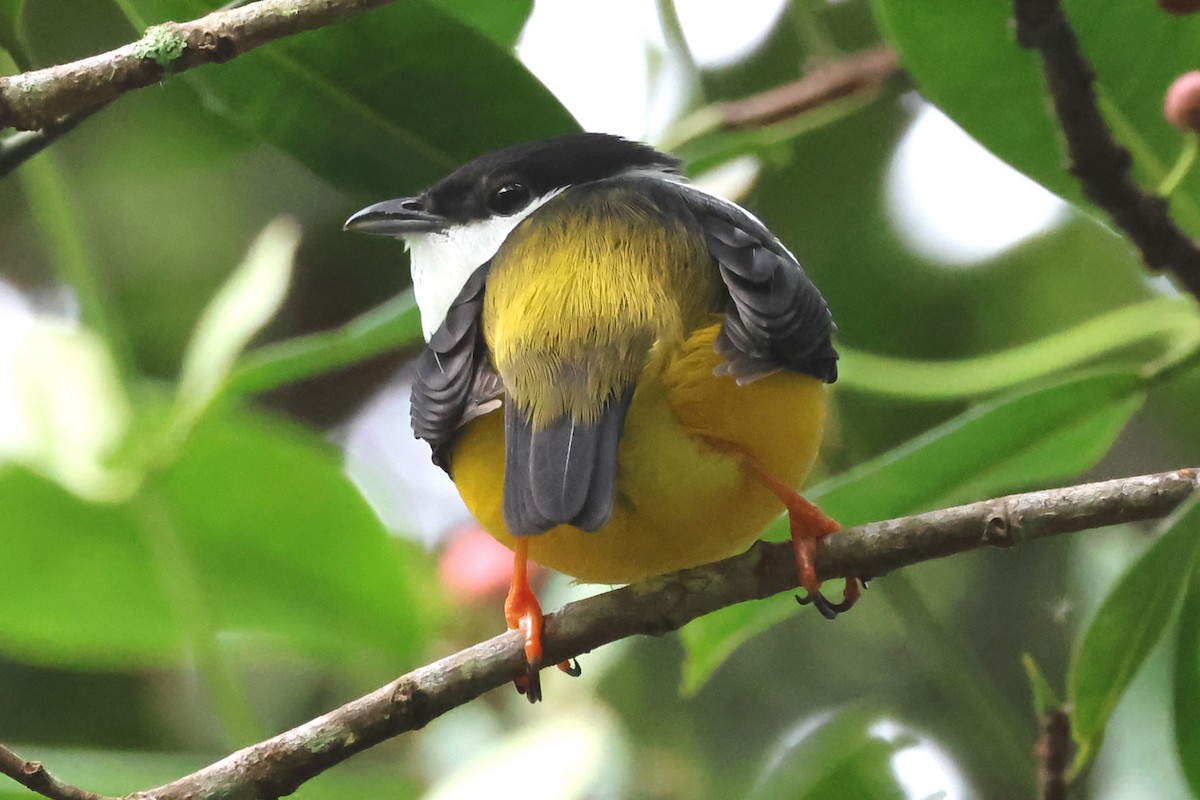 White-collared Manakin - ML638404697