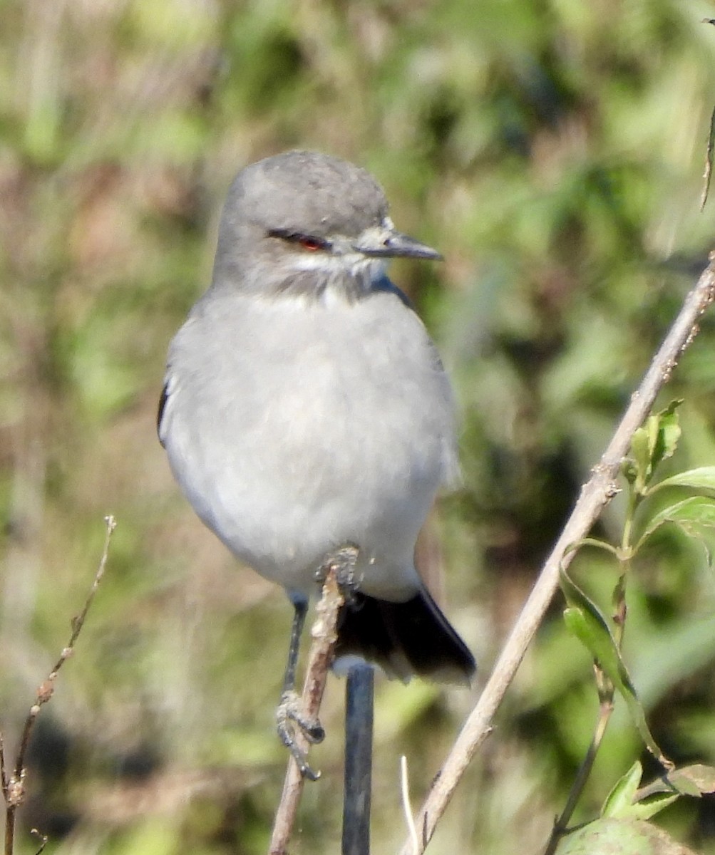 Gray Monjita - ML638404706