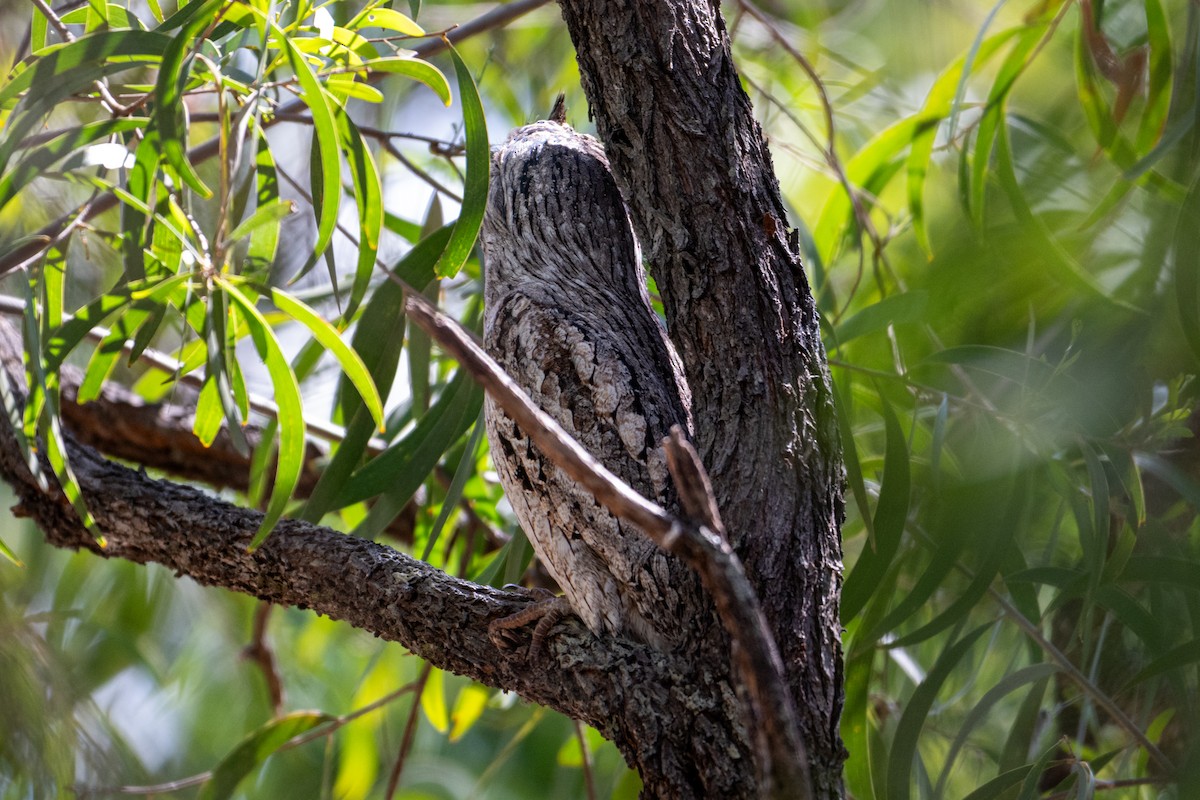 Tawny Frogmouth - ML638404711