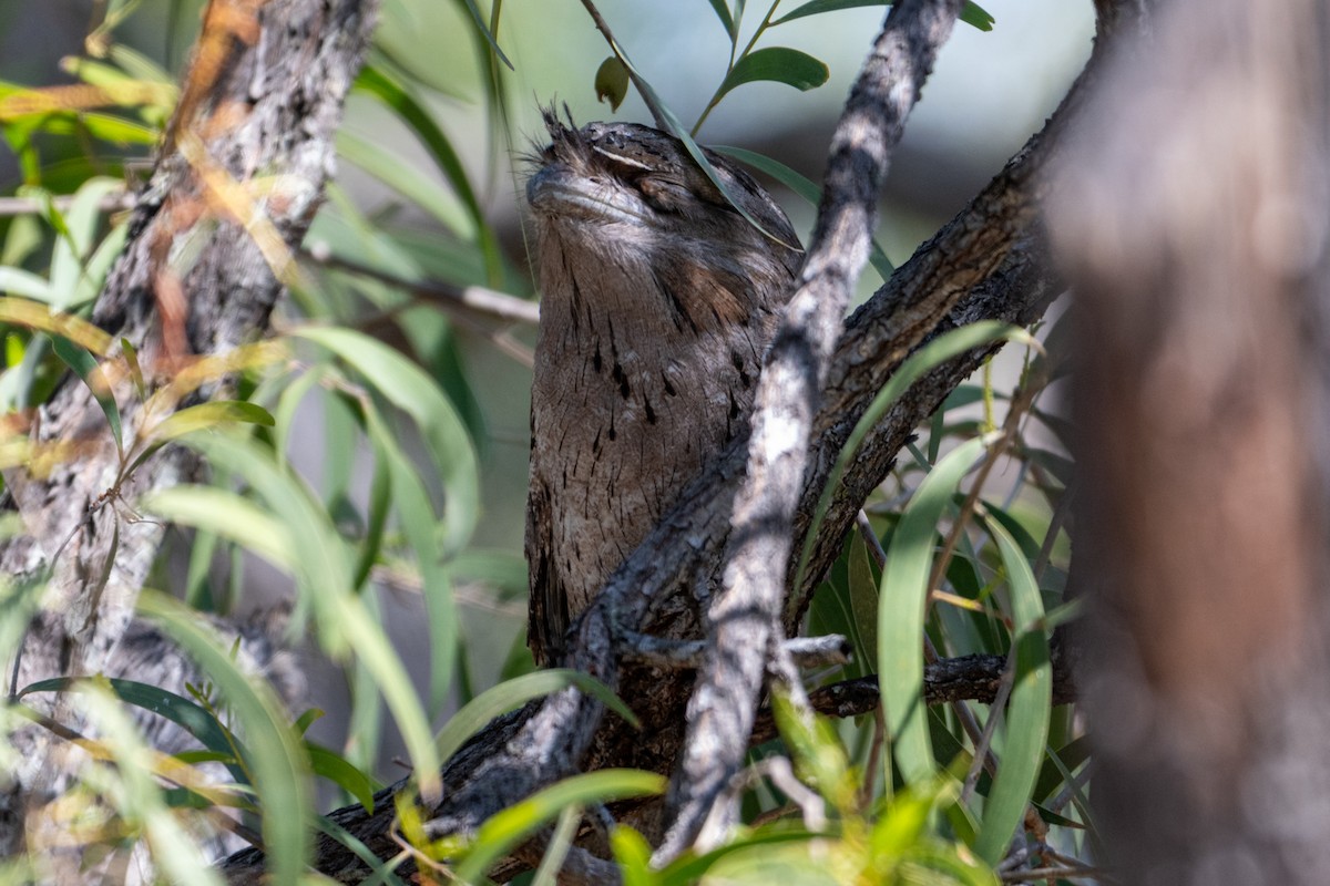 Tawny Frogmouth - ML638404712