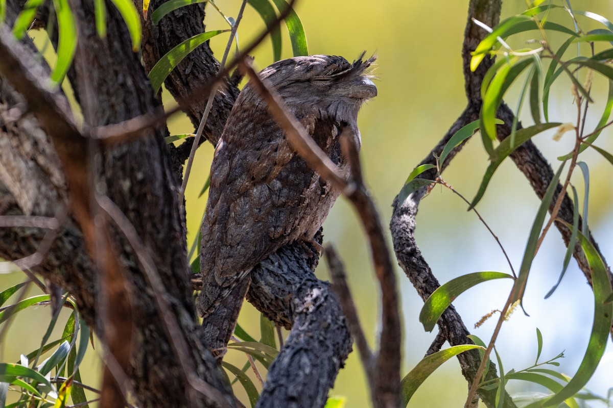 Tawny Frogmouth - ML638404713