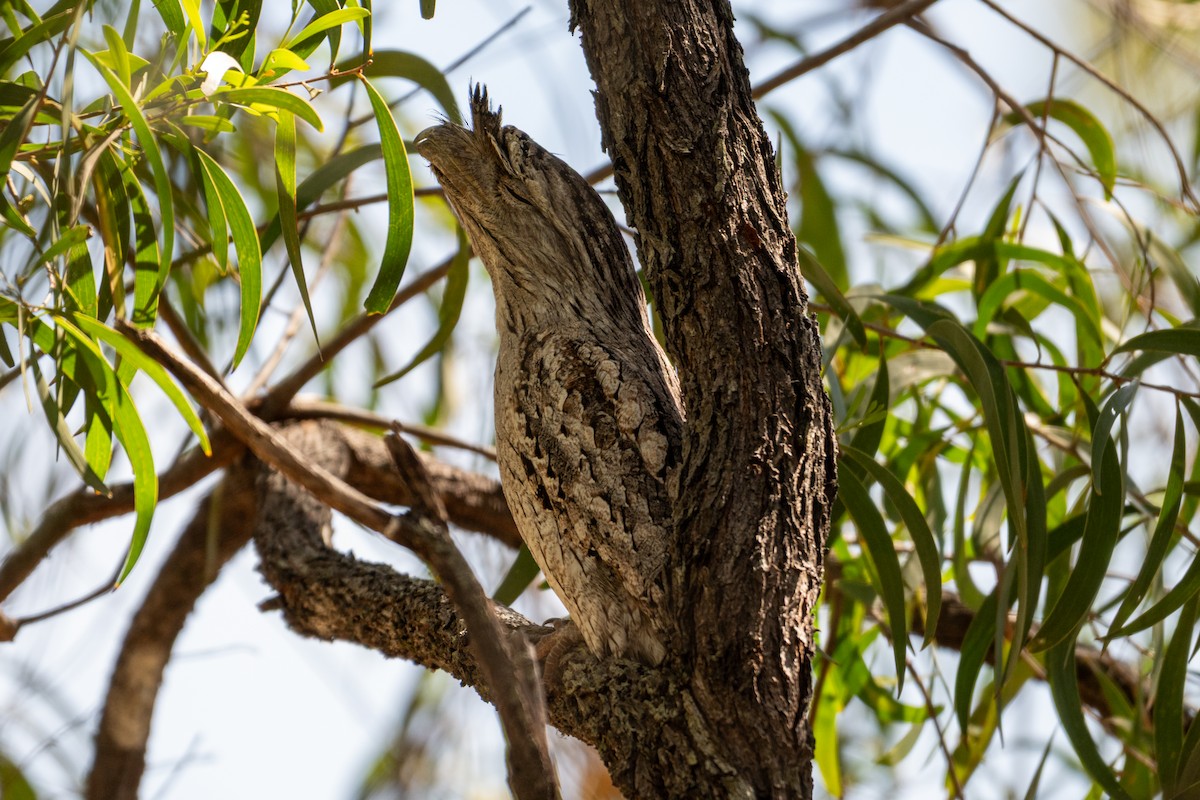 Tawny Frogmouth - ML638404715