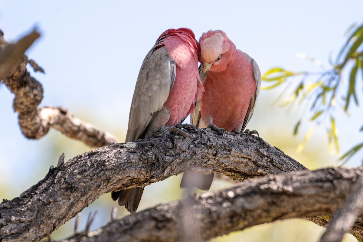 Galah - ML638404731