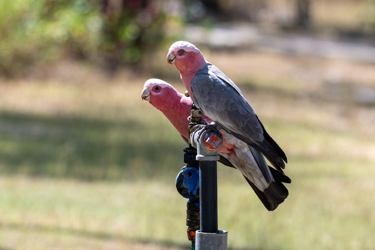 Galah - ML638404733
