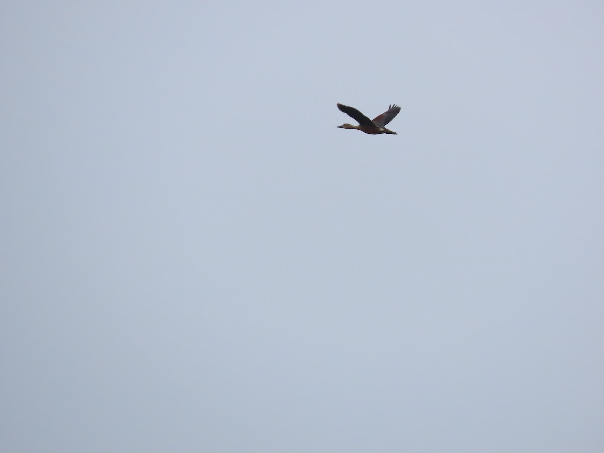 Lesser Whistling-Duck - ML638404738