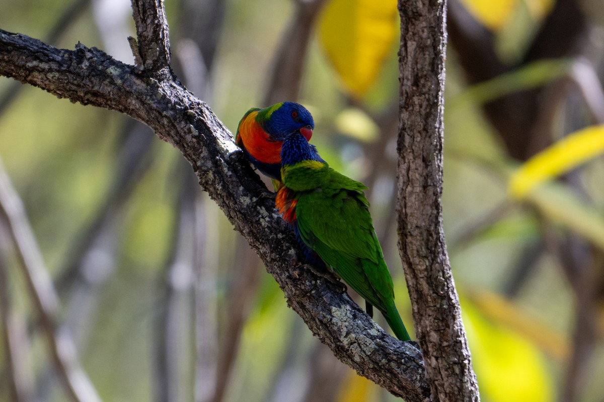 Rainbow Lorikeet - ML638404748