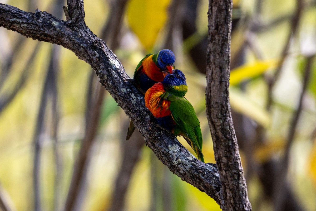 Rainbow Lorikeet - ML638404749