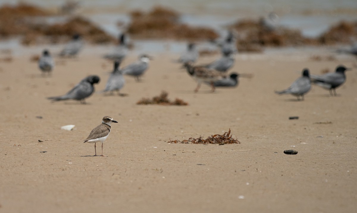 Wilson's Plover - ML638404754