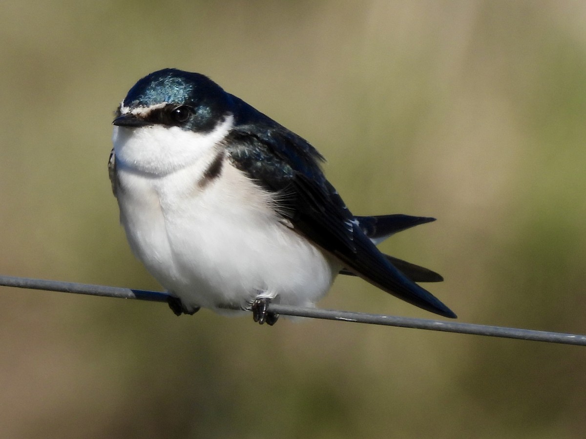 White-rumped Swallow - ML638404766