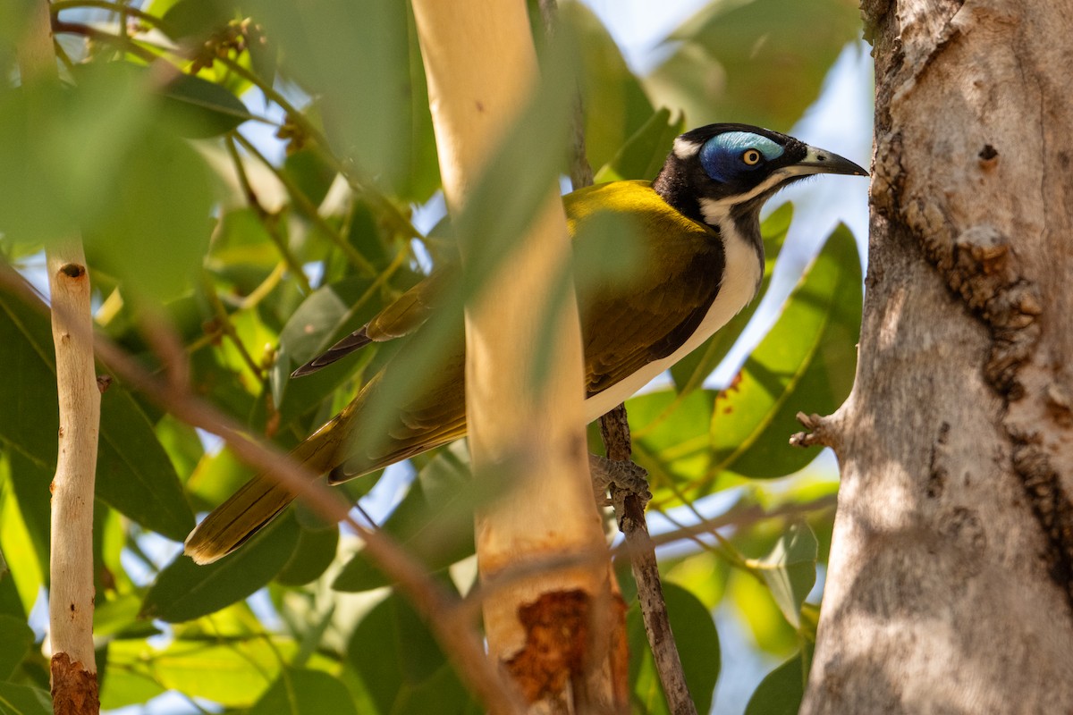 Blue-faced Honeyeater - ML638404769