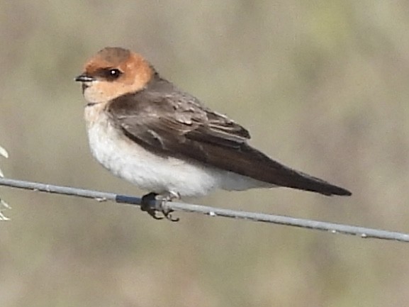 Tawny-headed Swallow - ML638404770