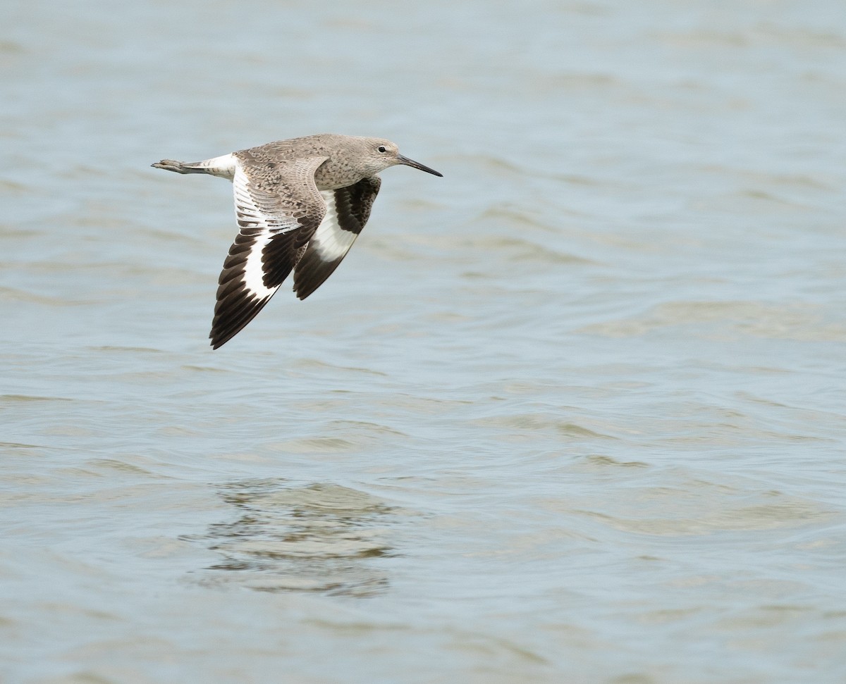 Willet - ML638404772