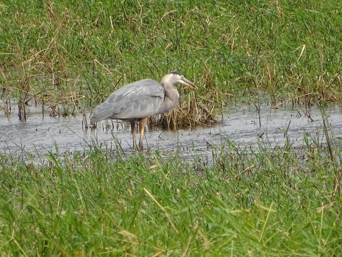 Great Blue Heron - ML638404778