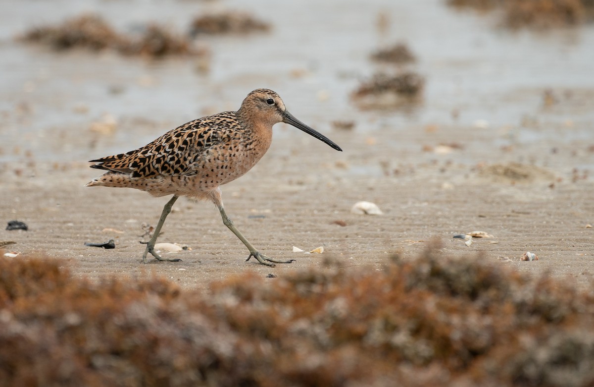 Long-billed Dowitcher - ML638404779