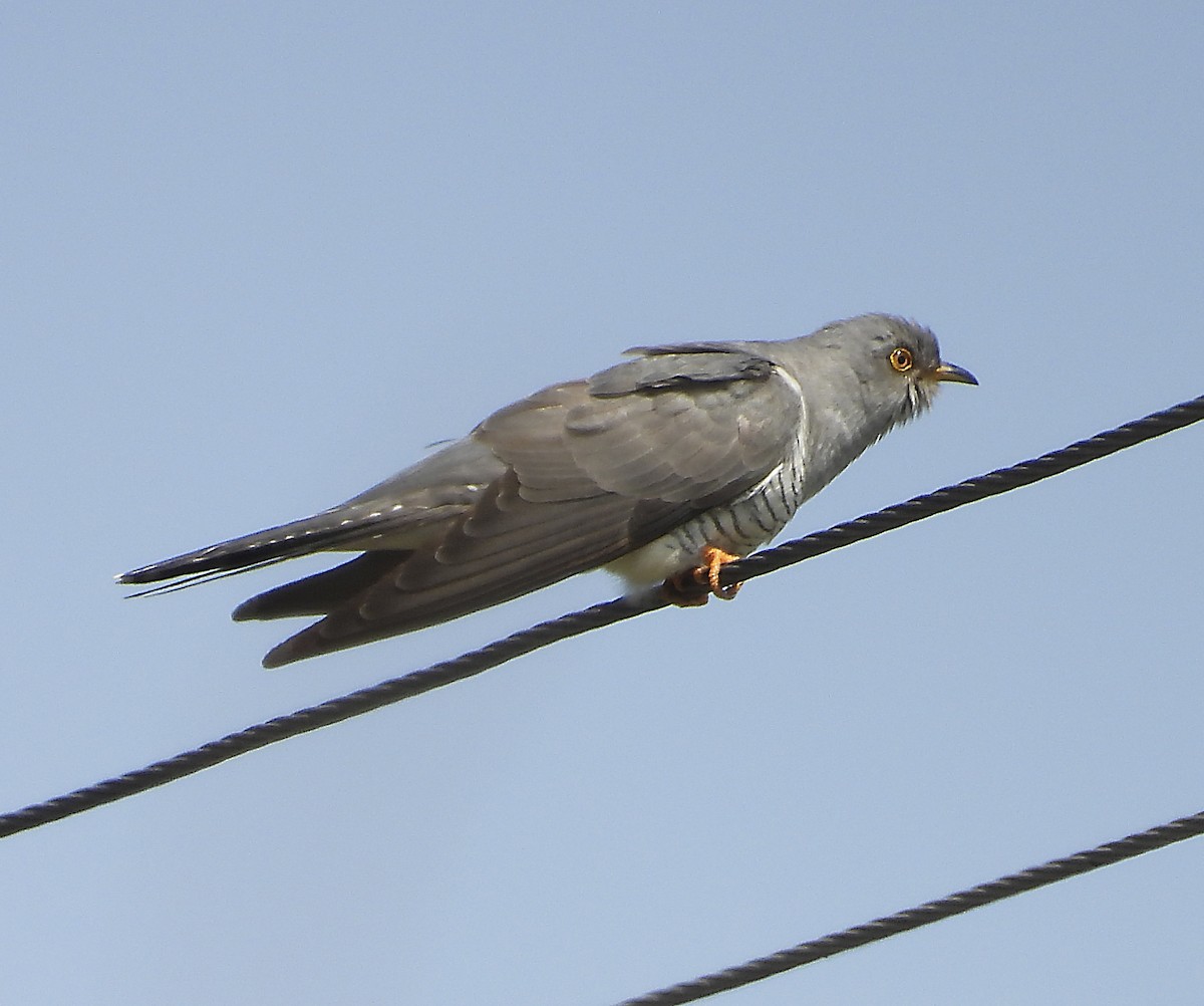 Coucou gris - ML638404785