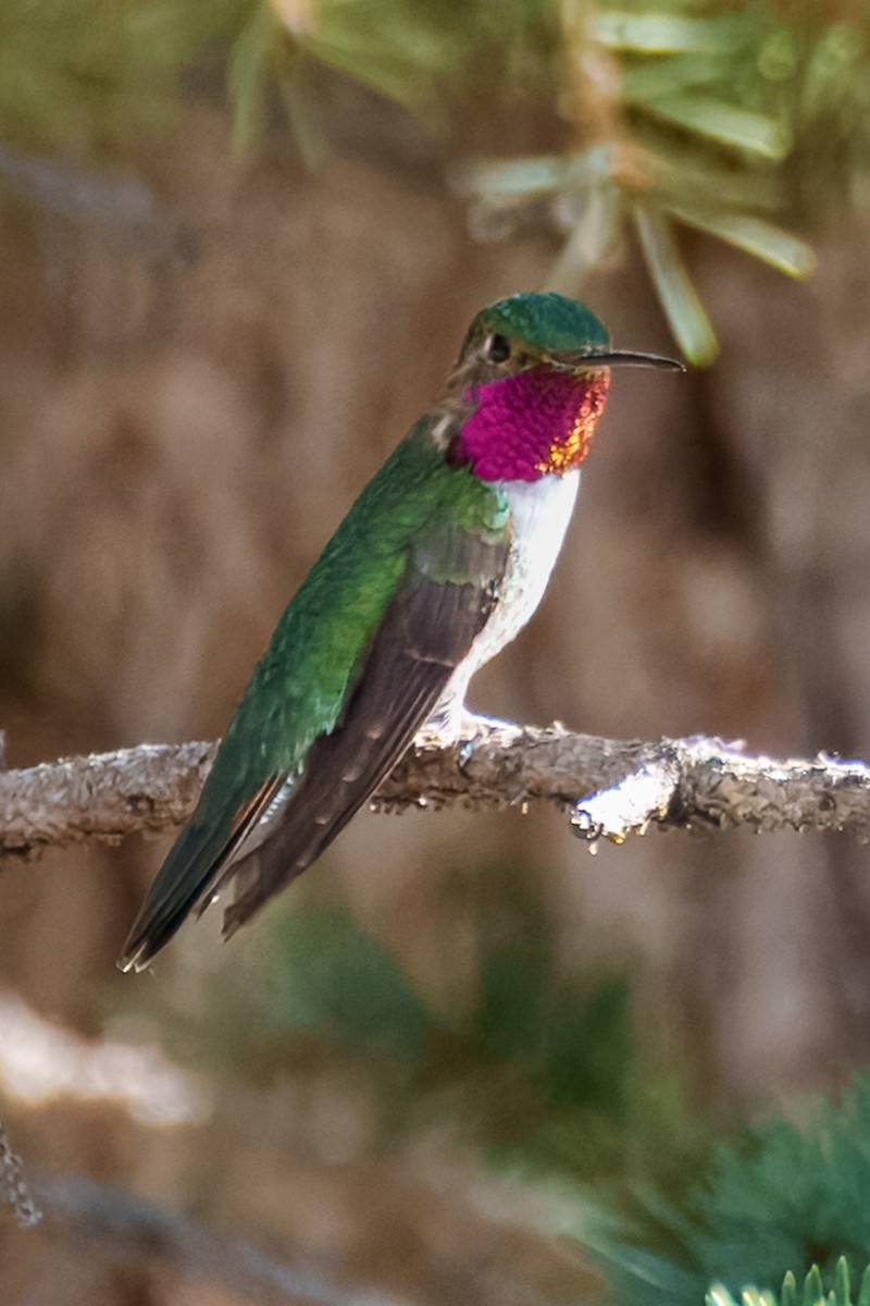Broad-tailed Hummingbird - ML638404788