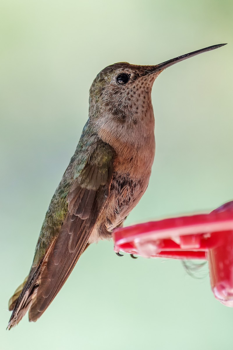 Broad-tailed Hummingbird - ML638404789