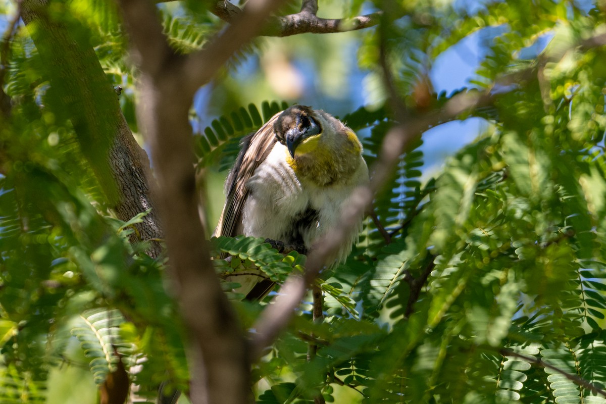 Little Friarbird - ML638404796
