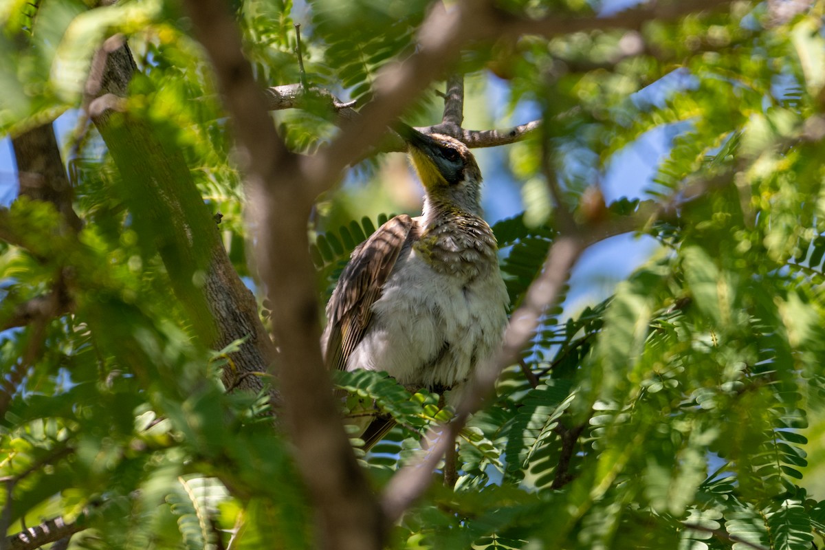 Little Friarbird - ML638404797