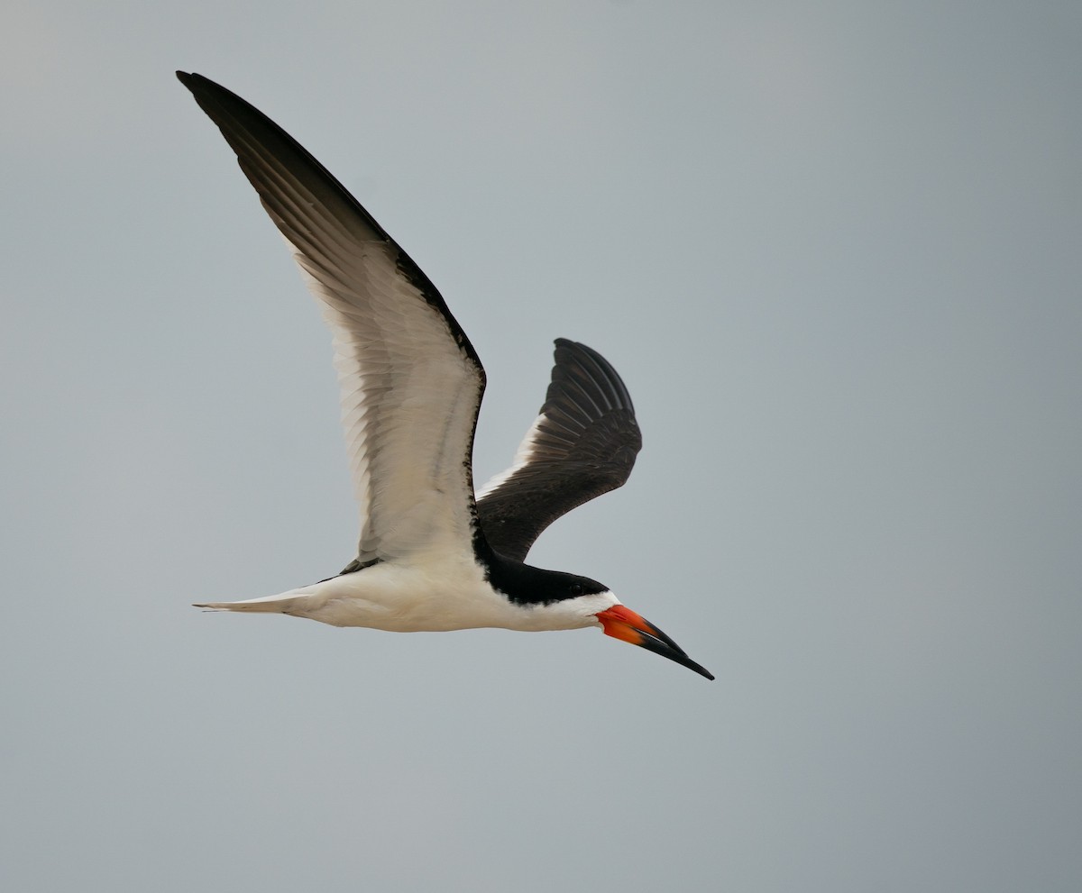 Black Skimmer - ML638404803