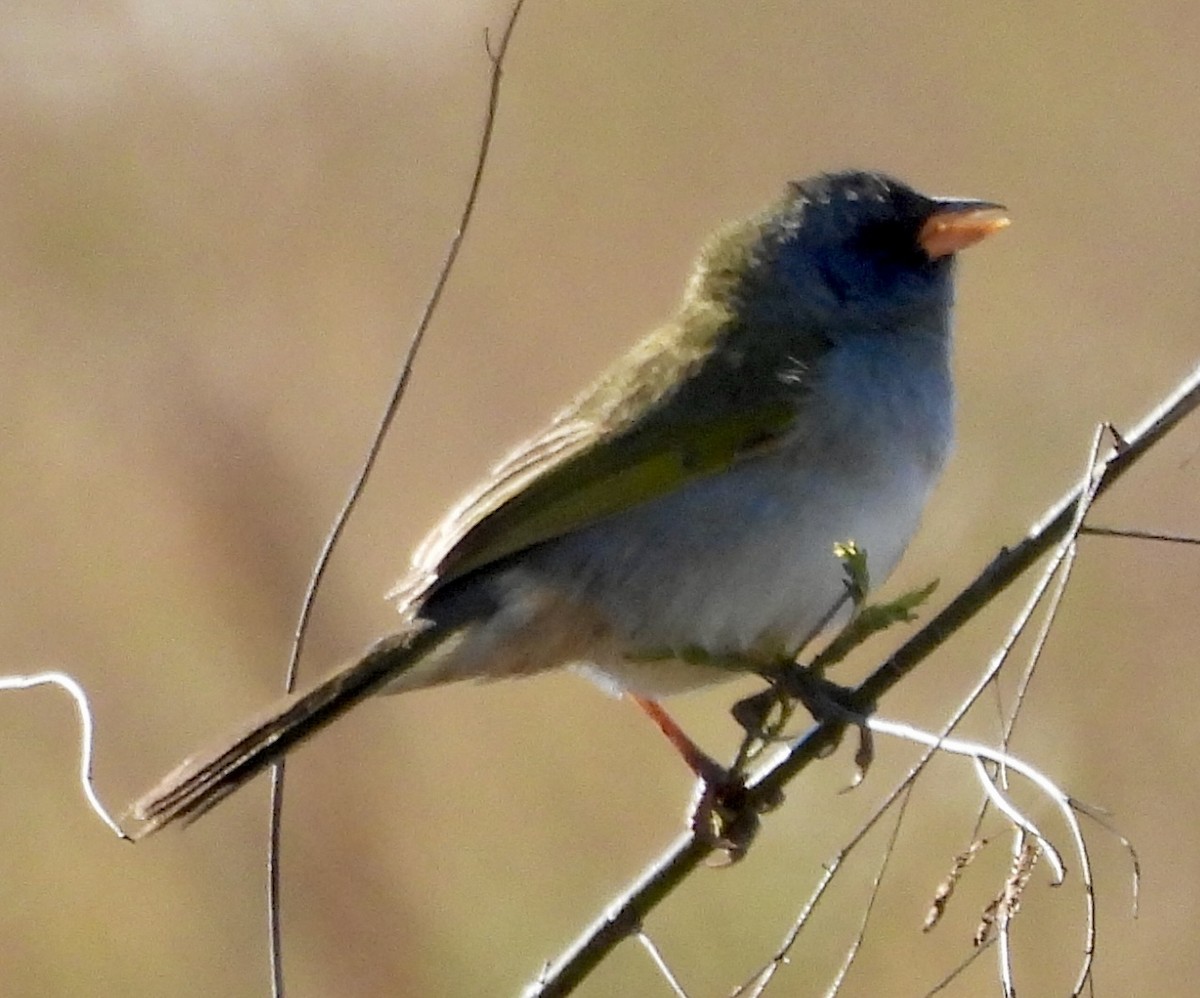 Great Pampa-Finch - ML638404805