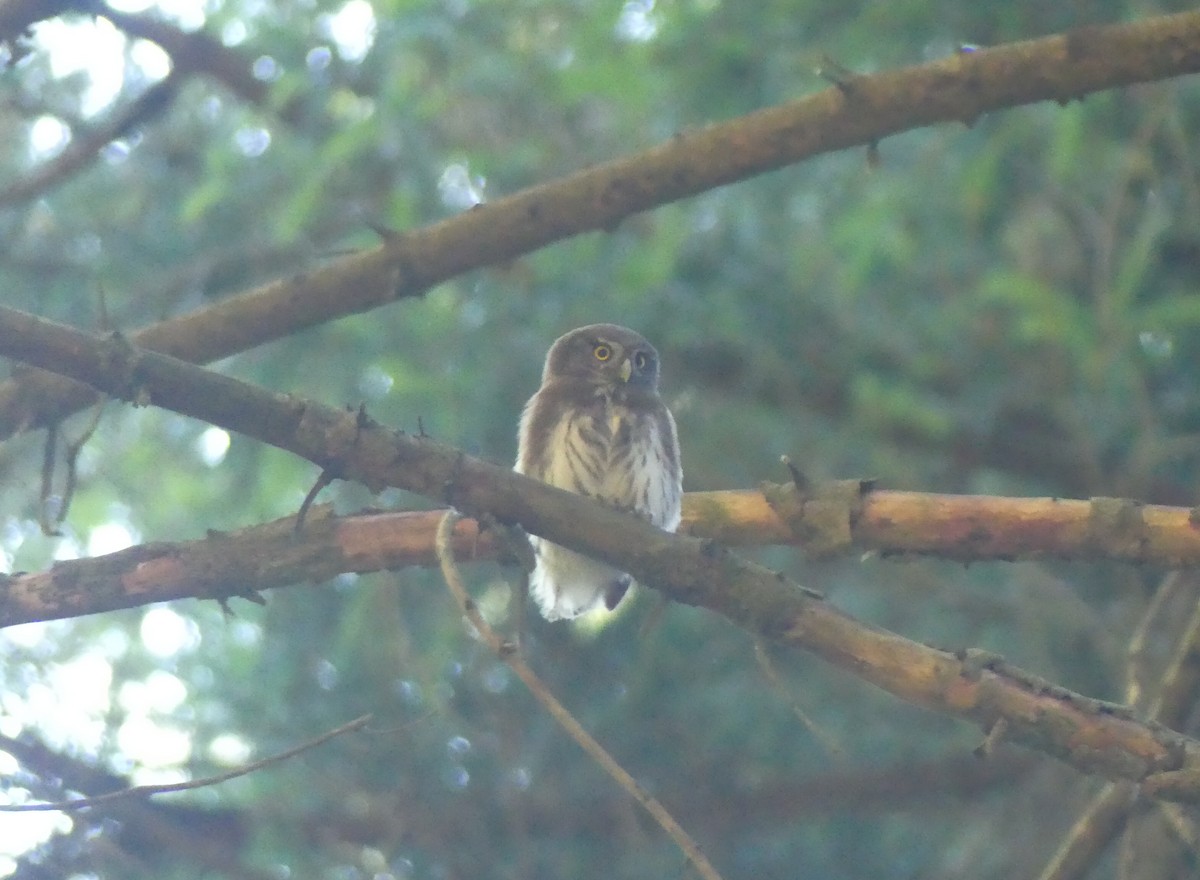 Eurasian Pygmy-Owl - ML638404806