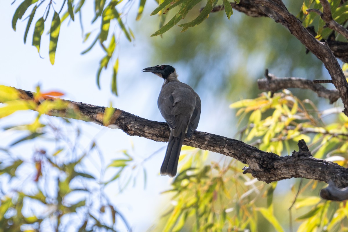 Noisy Friarbird - ML638404810