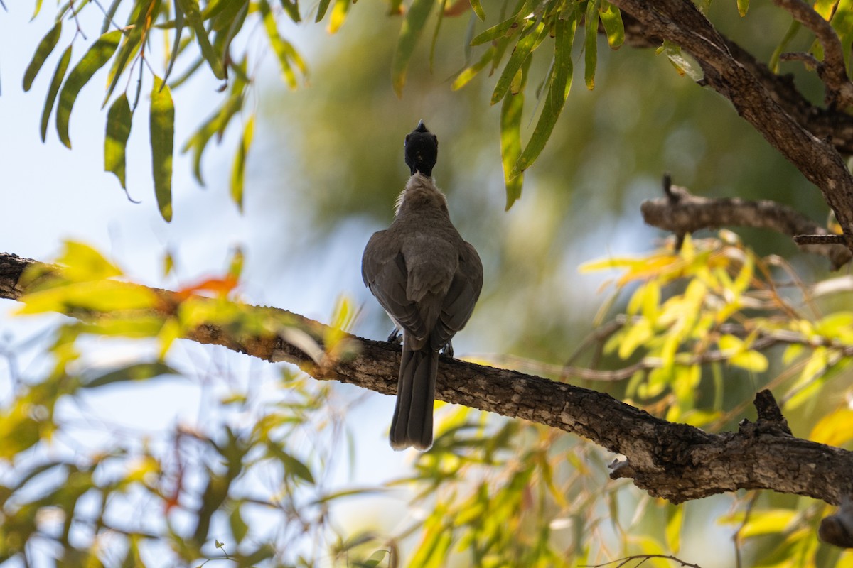 Noisy Friarbird - ML638404811