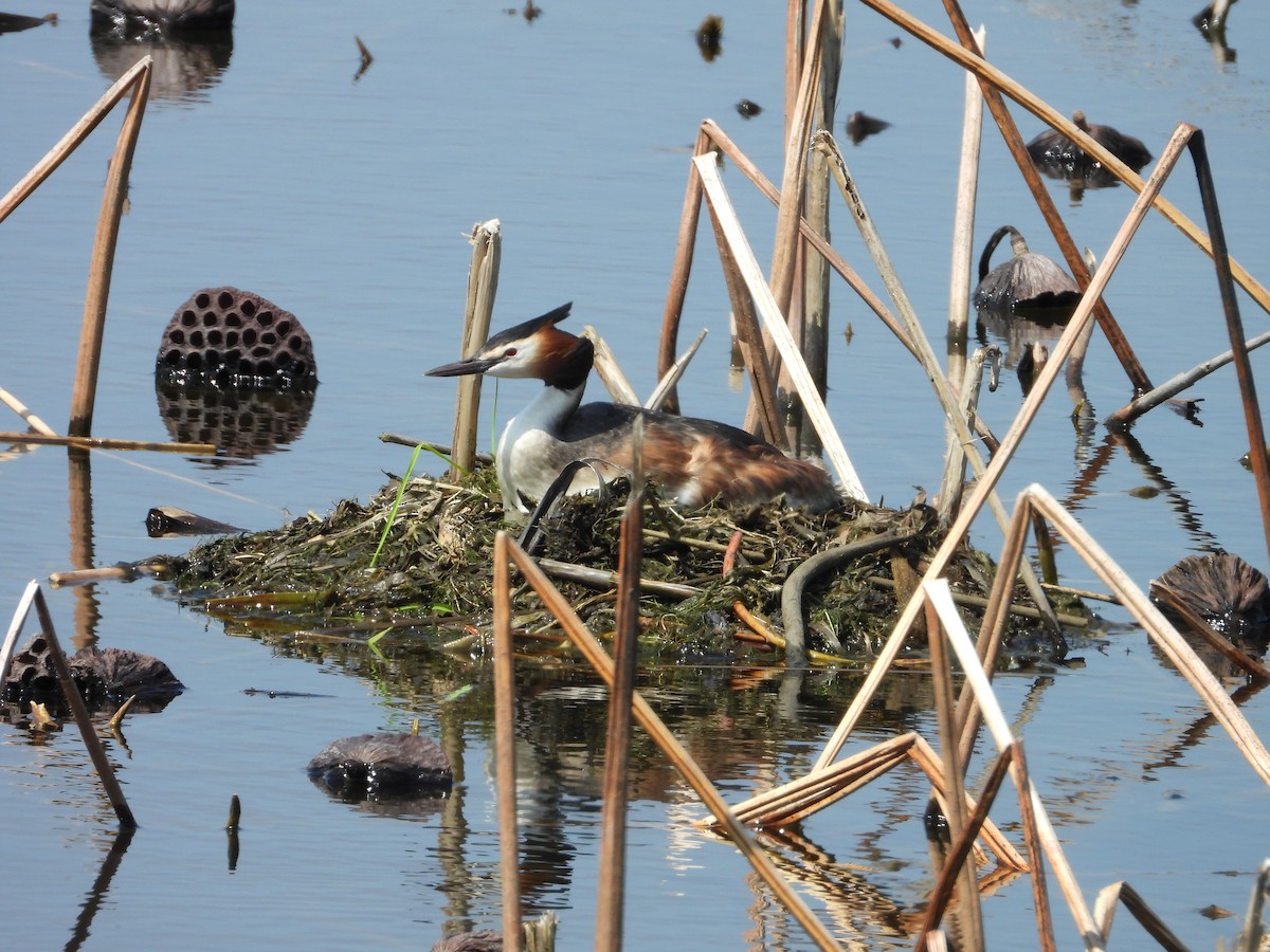 Great Crested Grebe - ML638404822