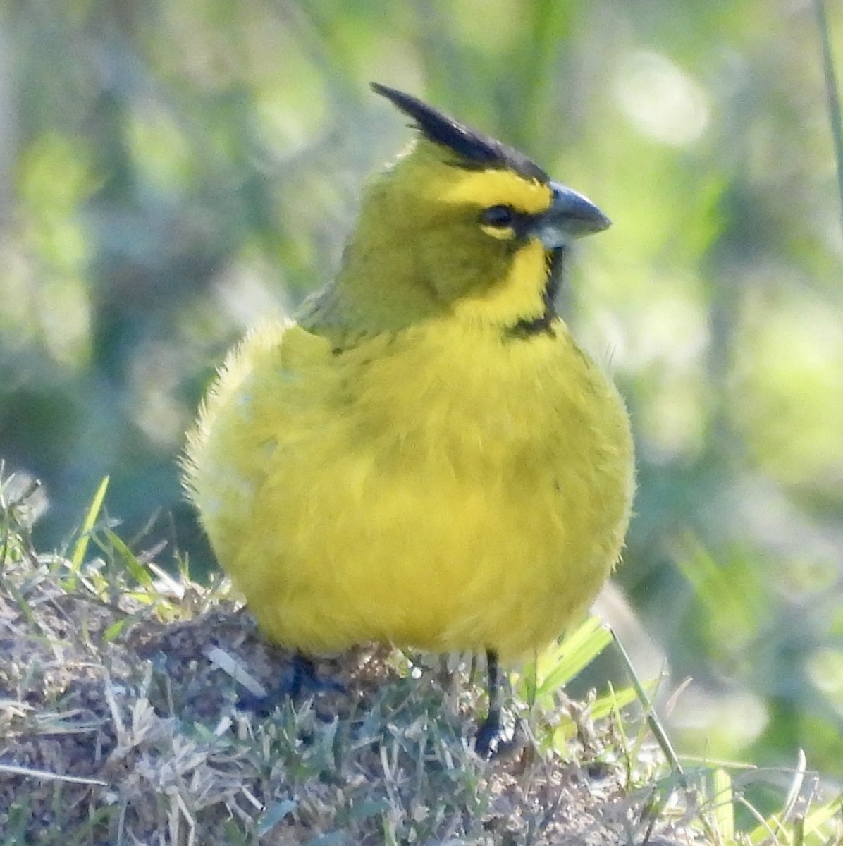 Yellow Cardinal - ML638404823