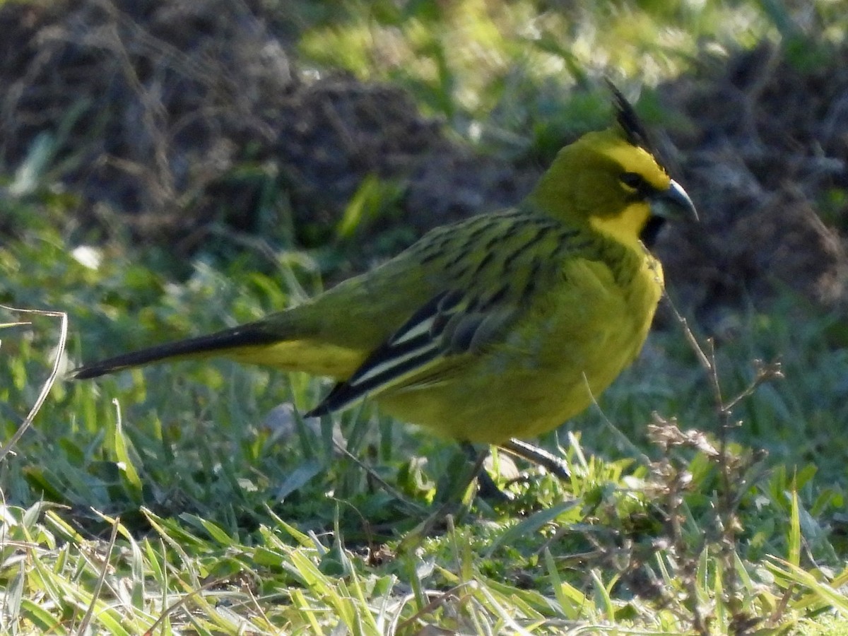 Yellow Cardinal - ML638404824