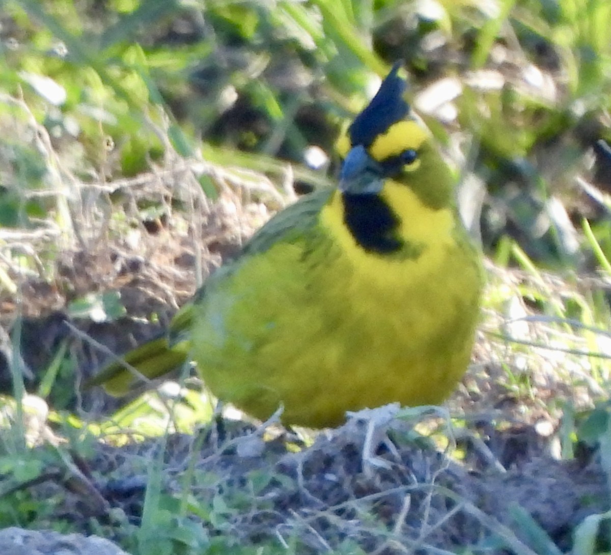 Yellow Cardinal - ML638404825