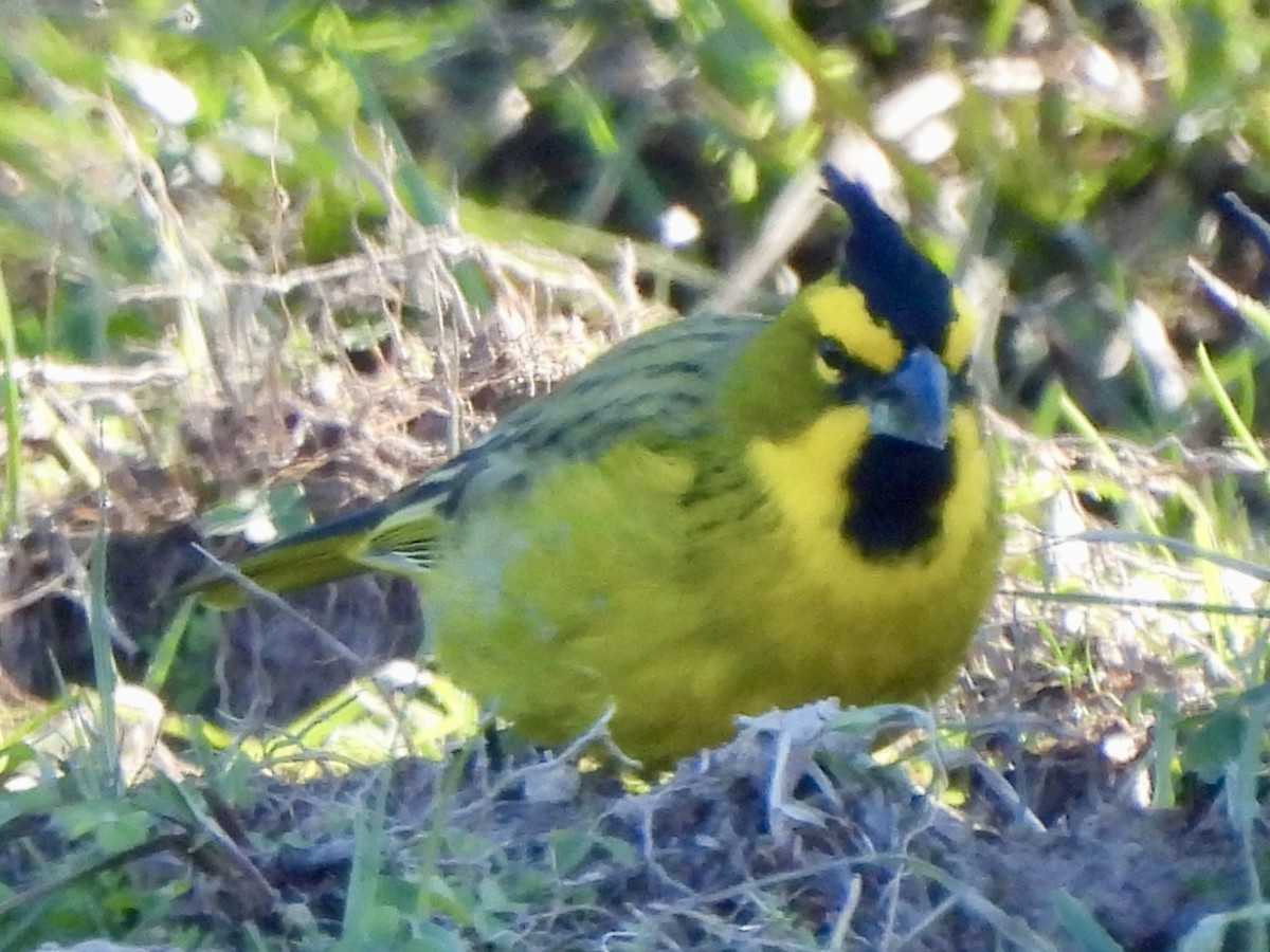 Yellow Cardinal - ML638404826