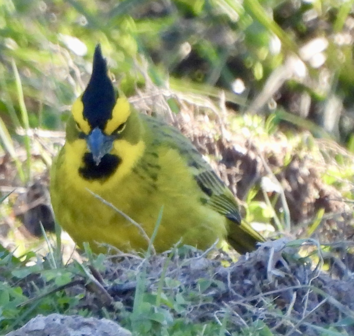 Yellow Cardinal - ML638404827