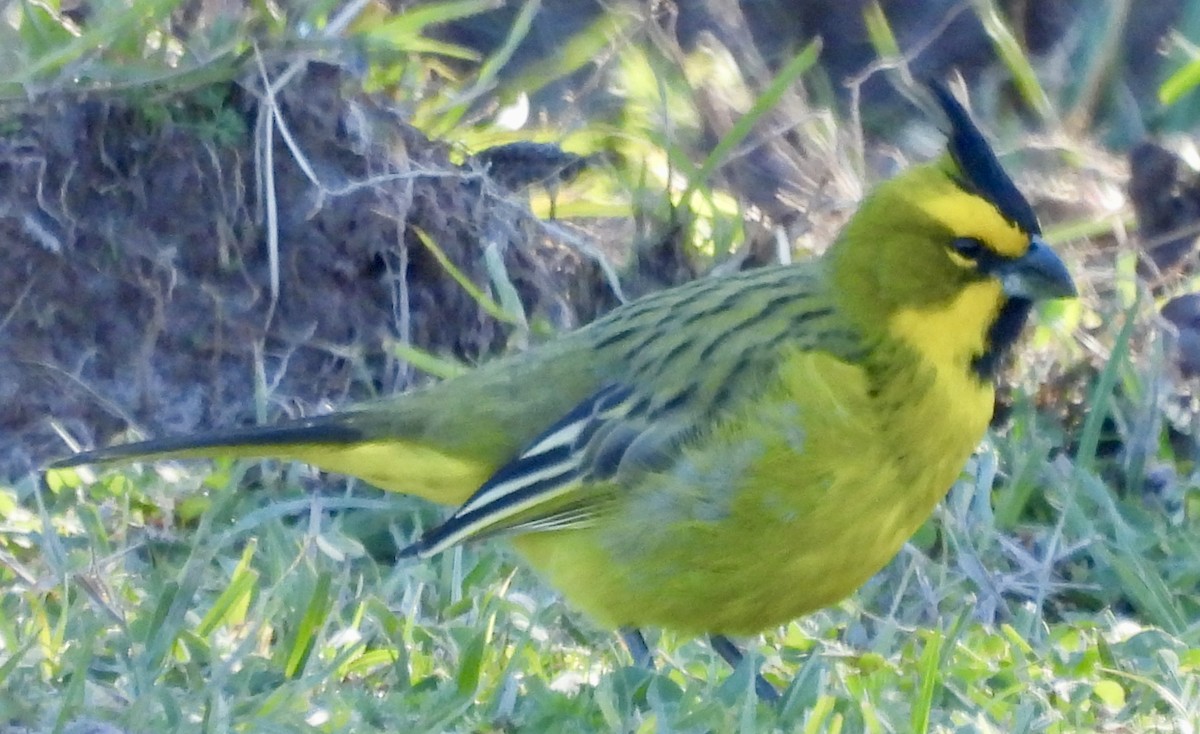 Yellow Cardinal - ML638404828