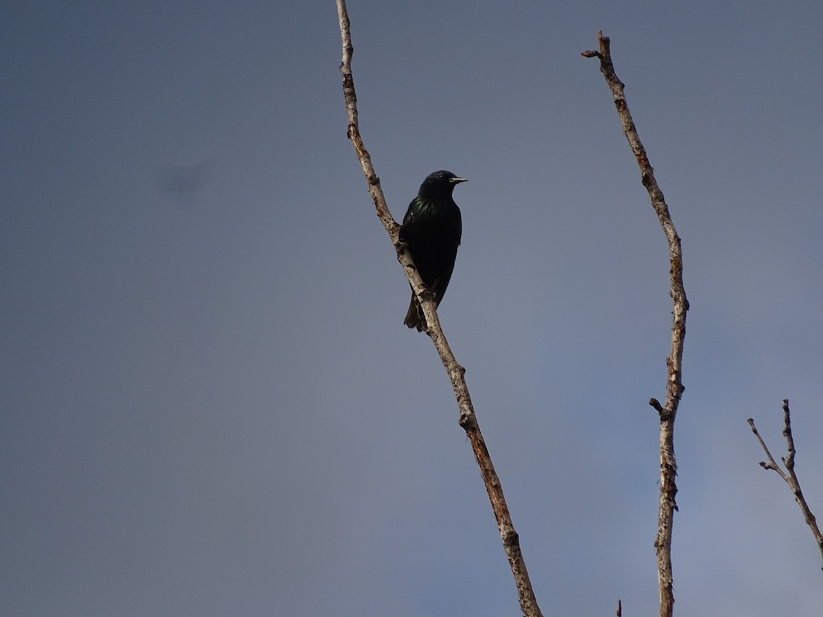 European Starling - ML638404848