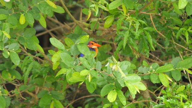 African Pygmy Kingfisher - ML638404852