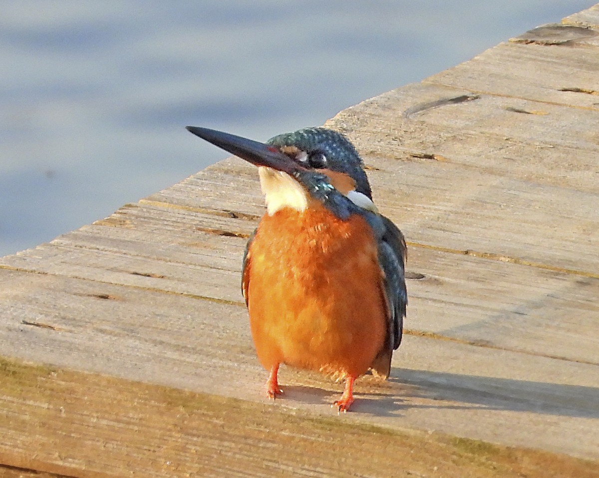 Martin-pêcheur d'Europe - ML638404864