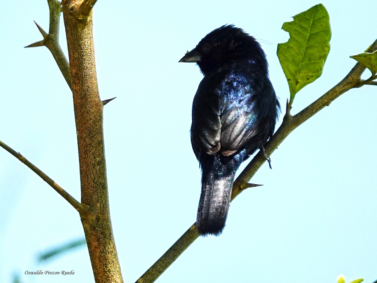 Blue-black Grassquit - ML638404919