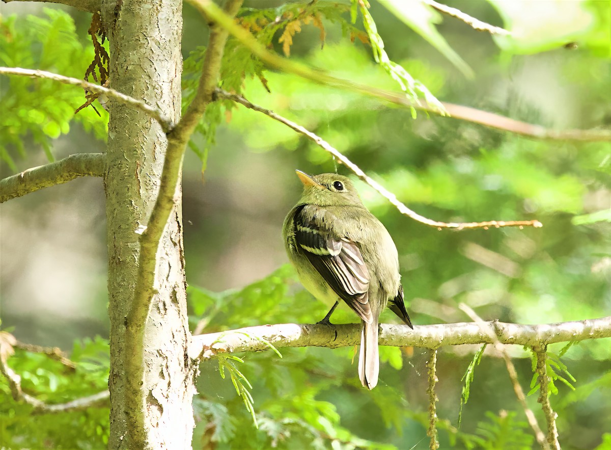 Yellow-bellied Flycatcher - ML638404958
